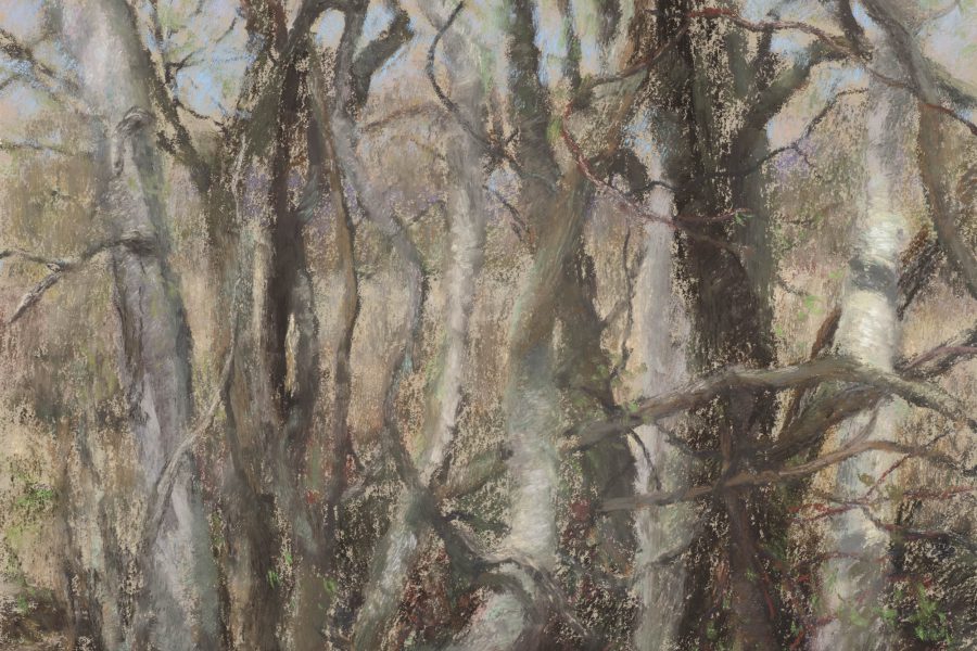 Paul Chizik - Twisted Birches on a Broken Land. Soft Pastel 11 x 12.75 inches